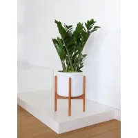 Socle pour magasin, blanc mat, 40 x 60 x 10 cm (lxLxh)