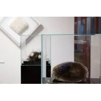 Vitrine cloche en verre